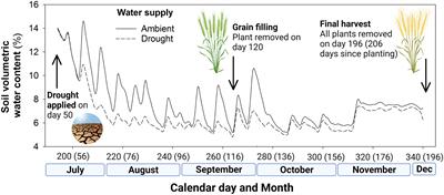 Field application of silicon alleviates drought stress and improves water use efficiency in wheat